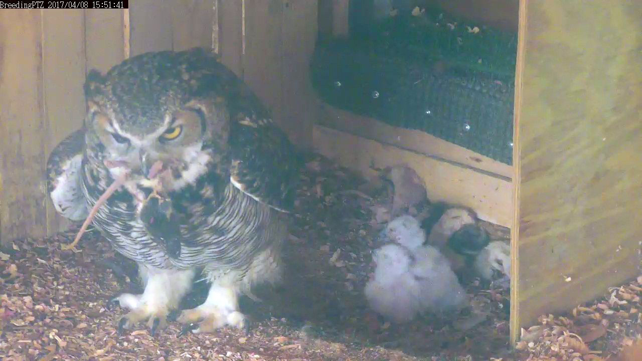 Hatched Owlets
